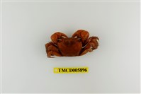 藏品(中型東方蟹)的圖片